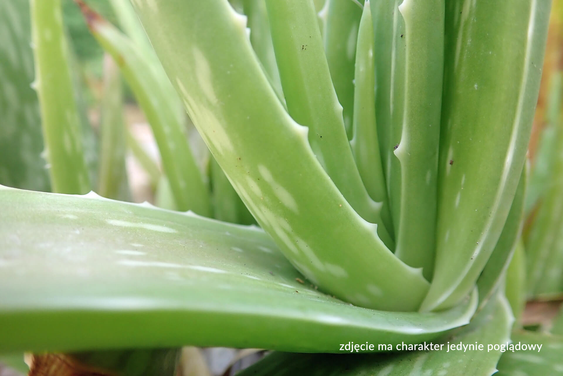 Aloes