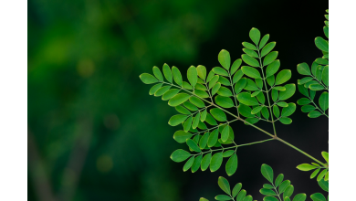Dlaczego moringa olejodajna bywa nazywana „drzewem życia”?