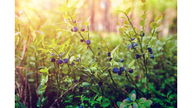 Owoce lasu – źródło zdrowia prosto z natury