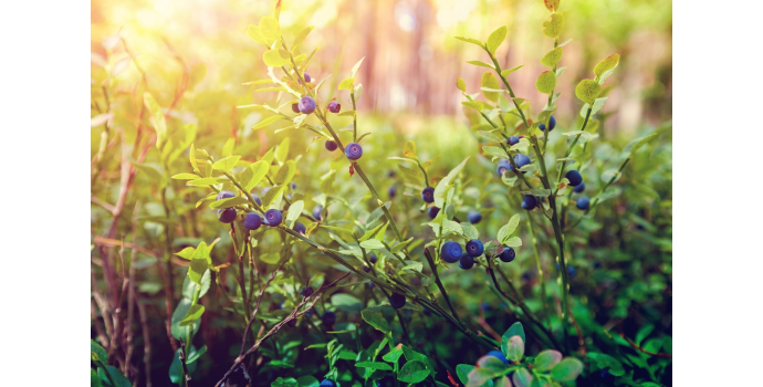 Owoce lasu – źródło zdrowia prosto z natury